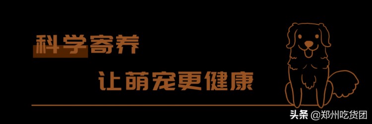 15000平的宠物生态园来了！寄养训练样样行！还有超多萌宠等你撸