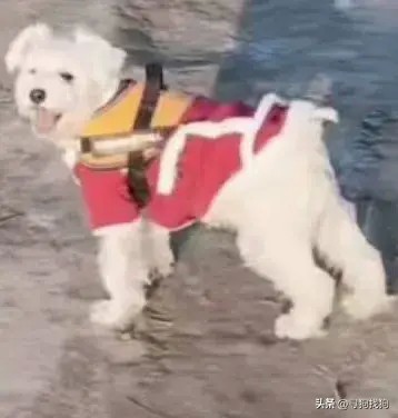 600在宁波市慈溪市寻找雪纳瑞犬