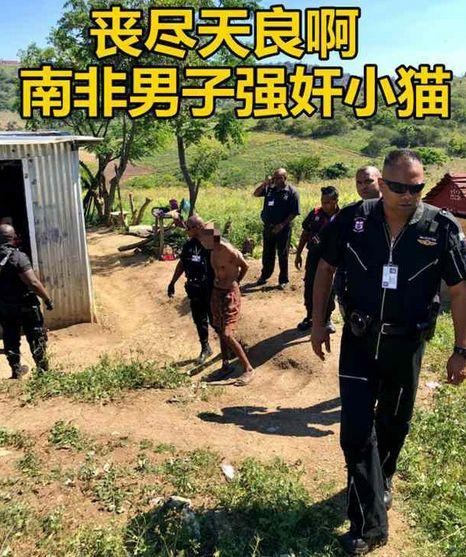 丧尽天良！南非一男子因强奸邻居家的猫被逮捕？