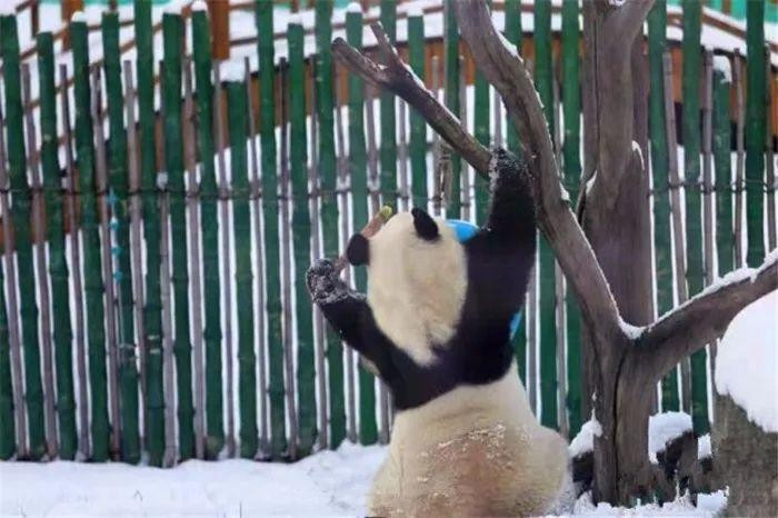 最北动物园十月已飘雪大熊猫雪中单独玩耍网友忧心熊猫会着凉