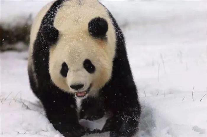 最北动物园十月已飘雪大熊猫雪中单独玩耍网友忧心熊猫会着凉