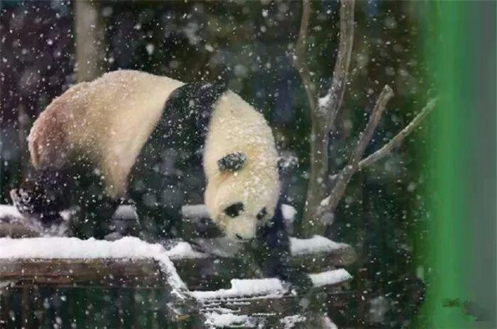 最北动物园十月已飘雪大熊猫雪中单独玩耍网友忧心熊猫会着凉