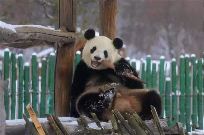 最北动物园十月已飘雪大熊猫雪中单独玩耍网友忧心熊猫会着凉