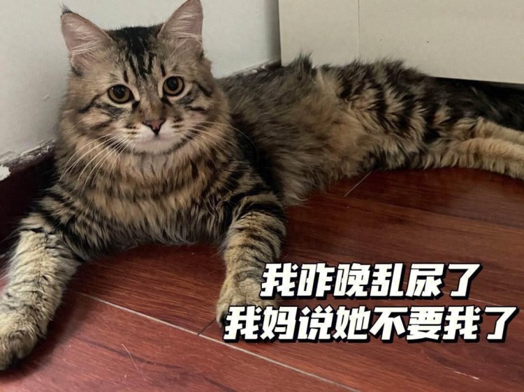 猫界最不忠诚的几种猫，真的不值得买，越养越心累！