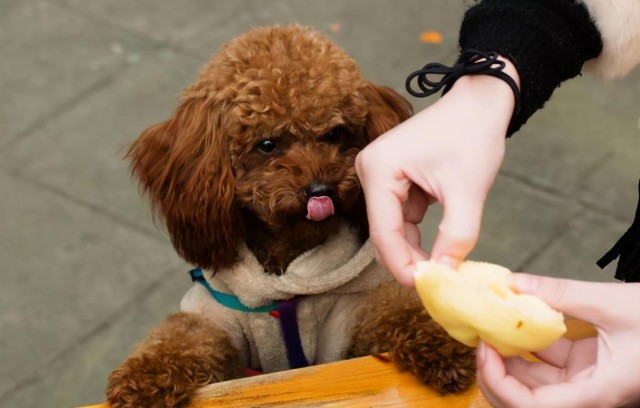 宠物店老板不告诉你的行规有这4个特征的泰迪犬可以带回家