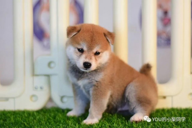 一只柴犬小狗多少钱？决定柴犬价格的因素