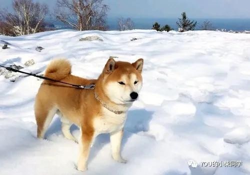 怎么挑选品质优良的柴犬干货知识点来了