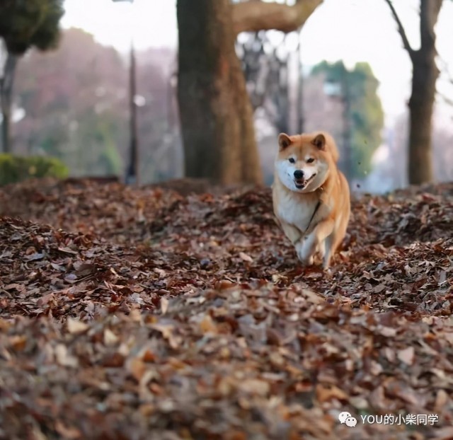 怎么挑选品质优良的柴犬干货知识点来了