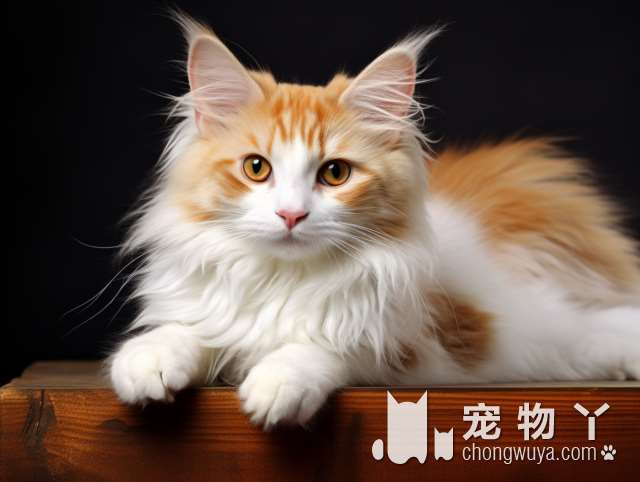 如何才能成为一个合格的宠物主人？<p>狗狗和猫咪，到底谁更适合我？<p>宠物是一种责任还是快乐?